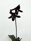 Paphiopedilum Schöne Von Kaunitz (Maudiae x Ambiente)